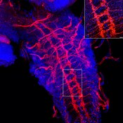 Confocal microscope image of a Drosophila larva ventral nerve cord labeled with DSHB antibody 7G10 anti-Fasciclin III (red). PMID: 31213988, Fig. 3B.
